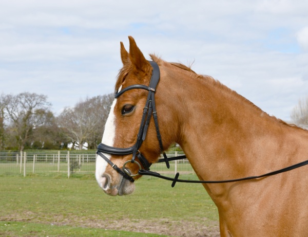 Windsor Leather Anatomical Flash Bridle